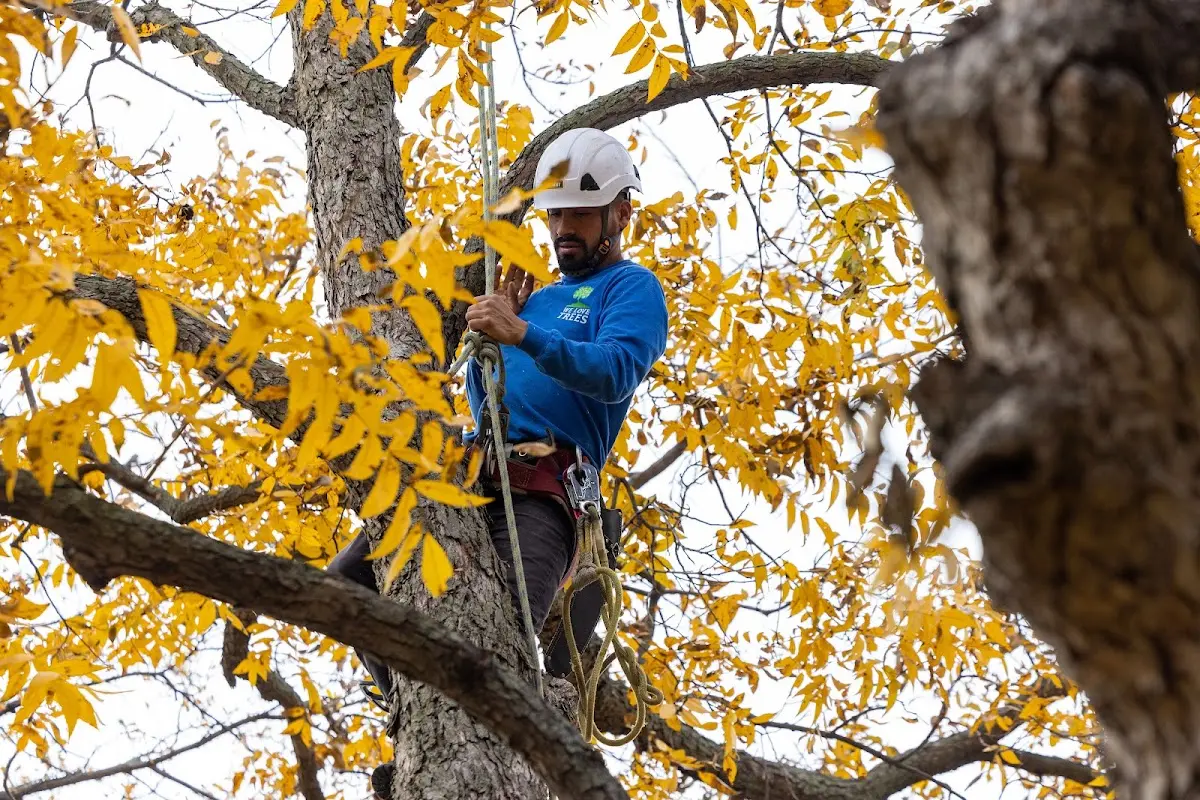 Skilled Tree Planing crew working in Inwood